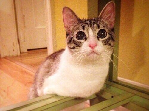 Able, den den tobente katten