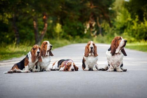 5 Basset hounder