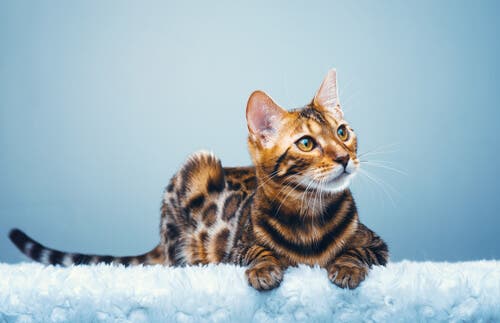 Bengalkatten har en slående, flekkete pels