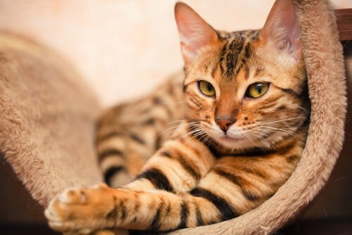 Katterasen bengalkatt - En veldig spesiell blandingsrase