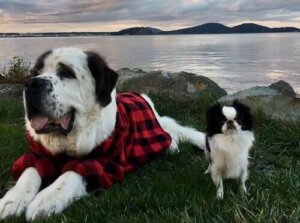 Blizzard og Lulu, et merkelig, men sjarmerende par