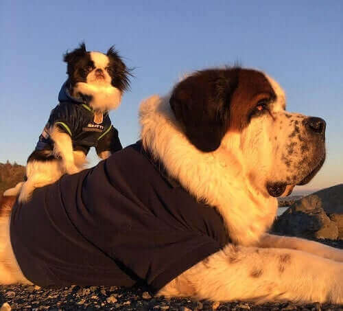 Blizzard og Lulu i solen