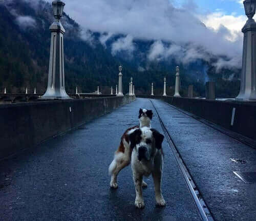 Lulu på ryggen til Blizzard