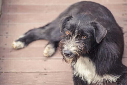 En eldre hund som ser litt forvirret ut