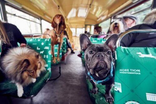 En turbuss med folk og deres hundevenner