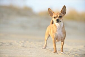 Hunderasen chihuahua er ideell for små hjem
