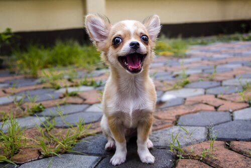 En chihuahua-hund som smiler mot kameraet