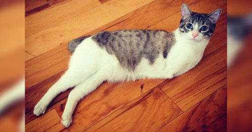 Able, den tobente katten og hans hjerteskjærende historie
