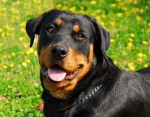 Karakteristikkene og personligheten til rottweilere