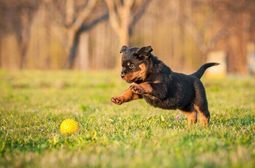En rottweilervalp som jager en ball