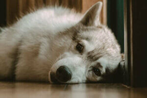 Hva gjør jeg om hunden min ikke sover om natten?