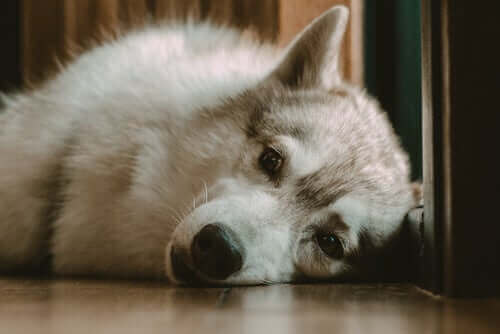 Hva gjør jeg om hunden min ikke sover om natten?