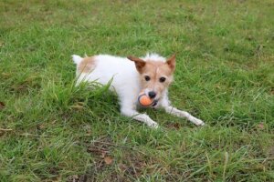 Borrer og torner, en skjult fare for hunden din