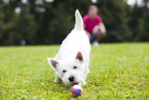 Hund leker med eier