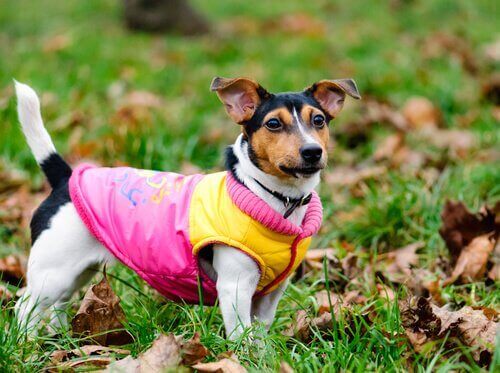 En hund med vest