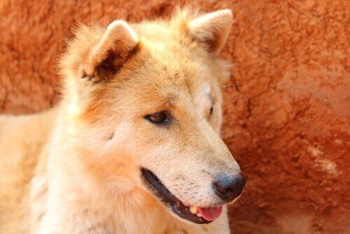 Har hunden din mageproblemer? Hvordan du kan hjelpe den