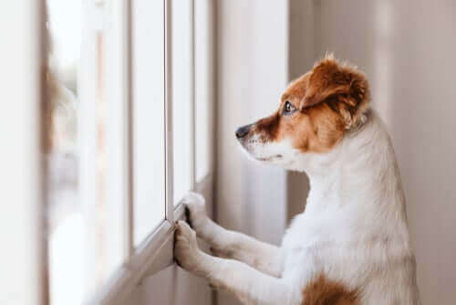 Hvorfor slikker hunden min på veggen?