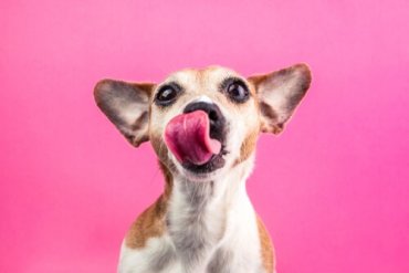 En hund som slikker seg på nesen