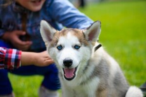 Følg disse tipsene hvis hunden din ikke stoler på deg