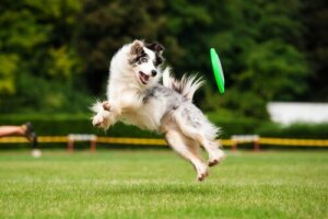 Fordelene med trening for hunden din