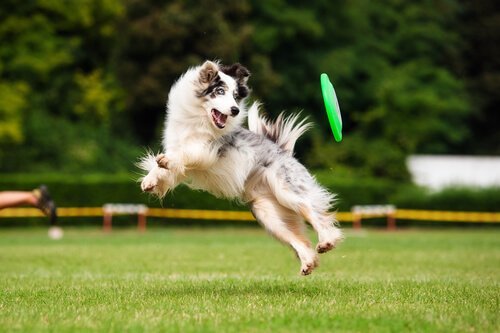 Fordelene med trening for hunden din