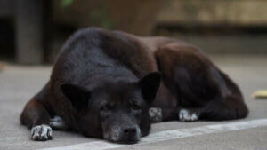 Eldre hunder og kognitiv dysfunksjonssyndrom