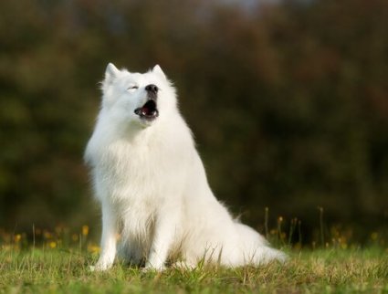 En ulende hund som sitter på gresset