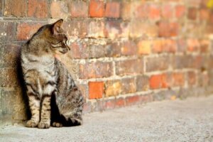 Vinterly for hjemløse katter i New York