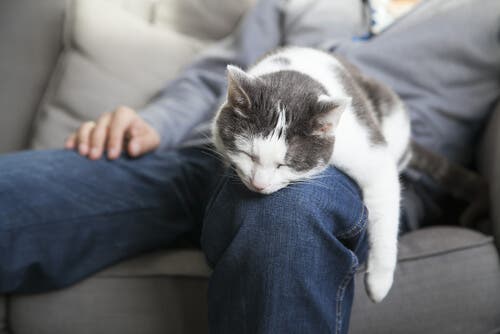 Katt sover på fanget