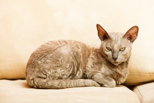 En egyptisk Mau-katt