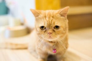Katterasen munchkin: Katter som forblir kattunger for alltid