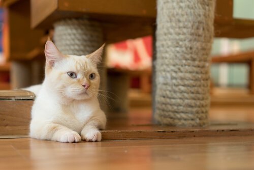 En katt som ligger ved et klorestativ