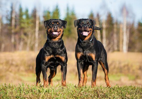To rottweilere som står på et jorde