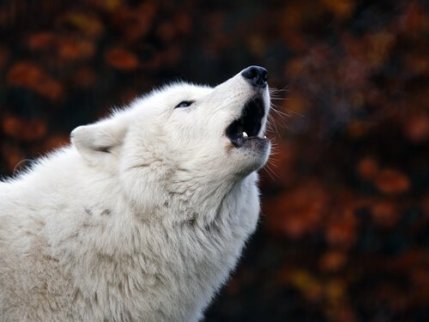 En hund som uler