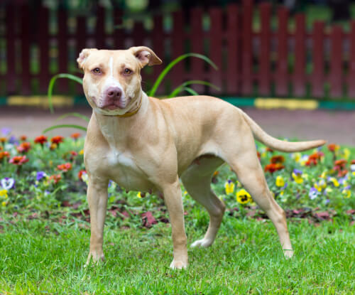 En pitbull terrier