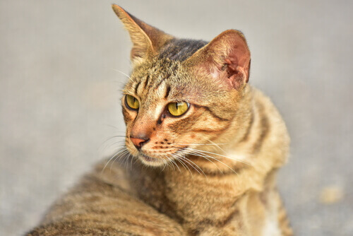 En tabby katt