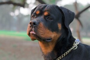 Finnes det noe sånt som en farlig hund?
