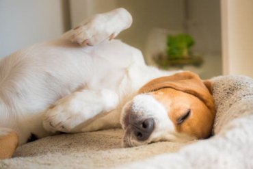 En hund som sover på ryggen