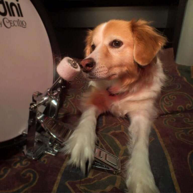 Eksperter bekrefter at hunder elsker rock