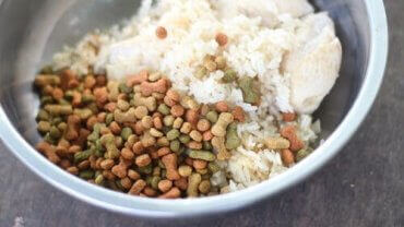 Hundemat blandet med ris