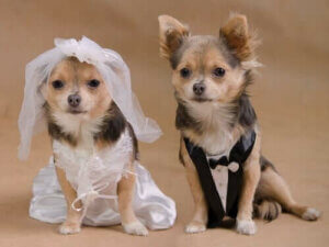 Slik arrangerer du et hundebryllup for din firbeinte venn
