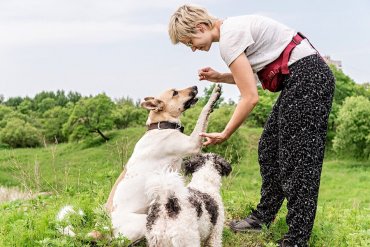 En hund trent for å gi labb