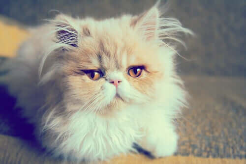 En søt katt poserer