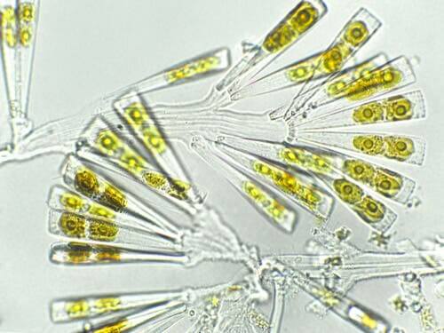 Planteplankton