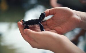 Preging av reddede dyr: Overlevelsessjanser