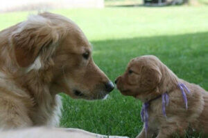 Avidog, et nytt nettverk som hjelper hunder og eldre