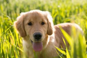 Å adoptere en hund kan hjelpe deg med å få venner!