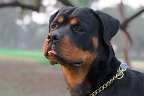 En Rottweiler som står