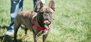 Running of the Bulldogs og Bulldog Day