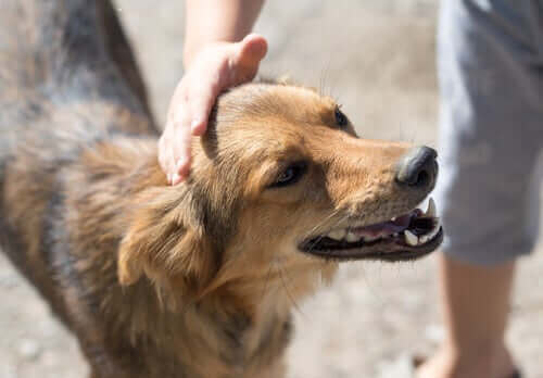 Hvor kan du adoptere en hund i byen din?